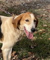 adoptable Dog in Rustburg, VA named Gregory: Not At the Shelter (Wendy)