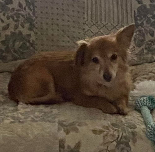 Winston: Not at the Shelter