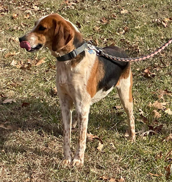 Iver: Not At the Shelter (Wendy)