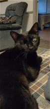 adoptable Cat in rustburg, VA named Josie Cat: Not at the Shelter: Sponsored