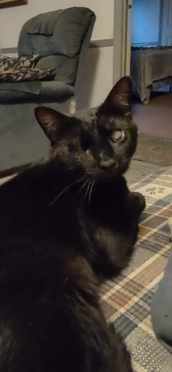 Josie Cat: Not at the Shelter: Sponsored