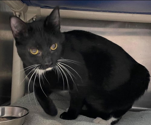 Baby Cat: At the Shelter