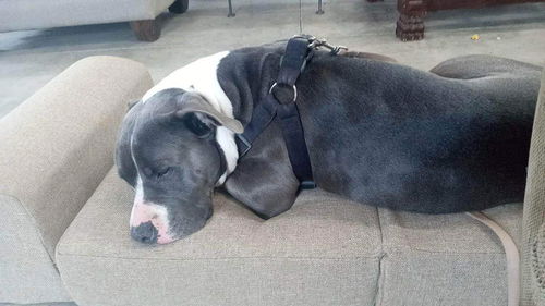 Pistachio: not at the shelter