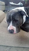 Pistachio: not at the shelter