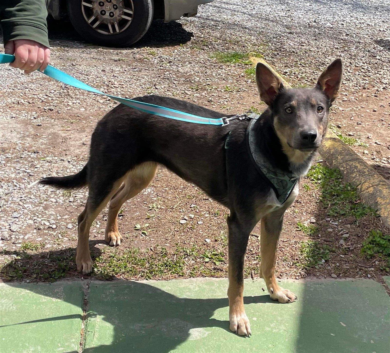adoptable Dog in Rustburg, VA named Moxie: Not At the shelter