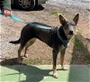 adoptable Dog in rustburg, VA named Moxie: Not At the shelter