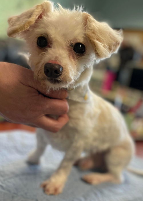 Finn - At the Shelter