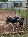 Little Man: At the Shelter