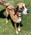 Honey: At the Shelter