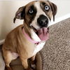 Honey: At the Shelter