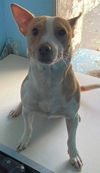 CoCo Connie: Not at the shelter