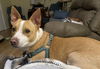 CoCo Connie: Not at the shelter