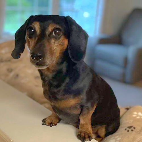 Scout: Not At the Shelter