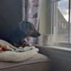 Scout: Not At the Shelter