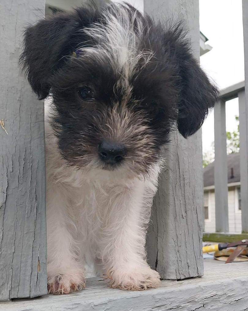 Dog for Adoption Jersey Not at the Shelter, a Shih Tzu in Roanoke