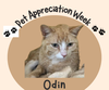 Odin - At the Shelter