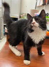 William: Not at the Shelter
