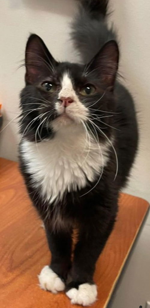 William: Not at the Shelter