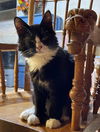 William: Not at the Shelter