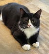 William: Not at the Shelter