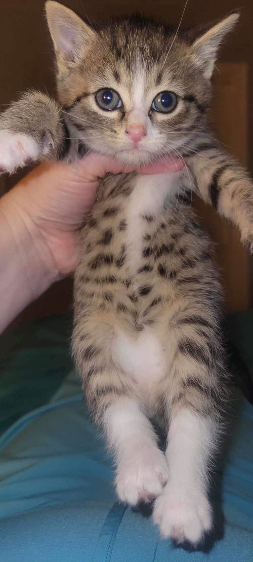 Prissy - Not at the Shelter