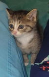 Prissy - Not at the Shelter