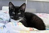 Lima Bean Sprout - Not at the Shelter