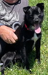 Glad aka Gladiator - At the Shelter
