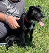 Glad aka Gladiator - At the Shelter