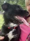 Glad aka Gladiator - At the Shelter