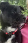 Glad aka Gladiator - At the Shelter