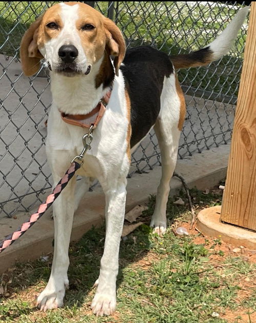 Vulcan - At the Shelter