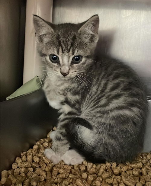 Bulette: At the Shelter