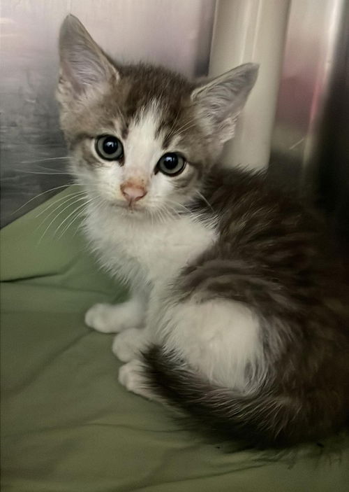 Beholder: At the Shelter