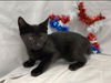 Bailey: Visit at Petsmart in Lynchburg