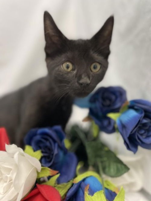 Bailey: Visit at Petsmart in Lynchburg