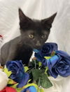 Bailey: Visit at Petsmart in Lynchburg