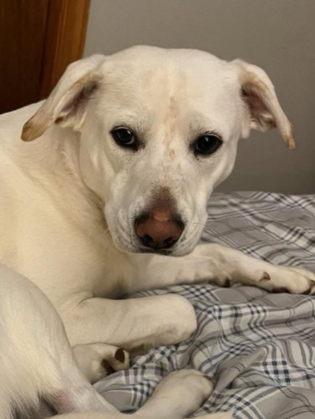 Dog for Adoption Sebastián Not at the Shelter, a Yellow Labrador