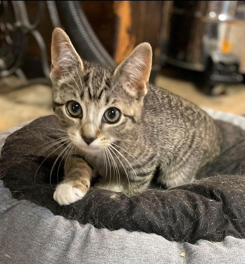 Baldwin: Visit at Petsmart in Lynchburg