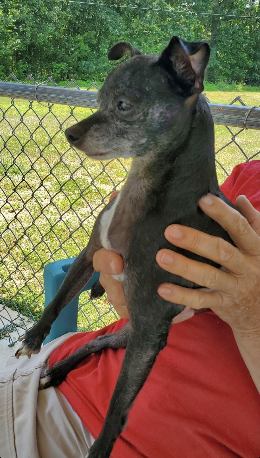 dog-for-adoption-kiara-not-at-the-shelter-a-chihuahua-in-campbell