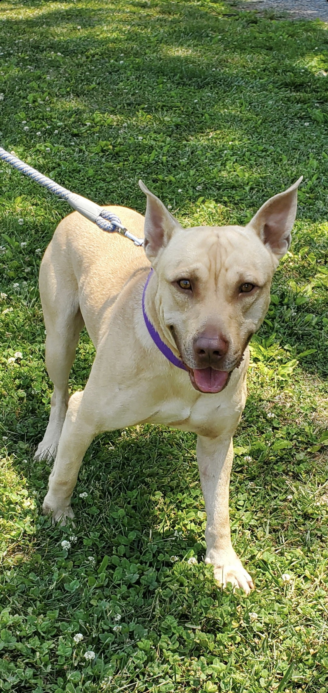 Dog for Adoption Tiger At the Shelter, a Pit Bull Terrier in