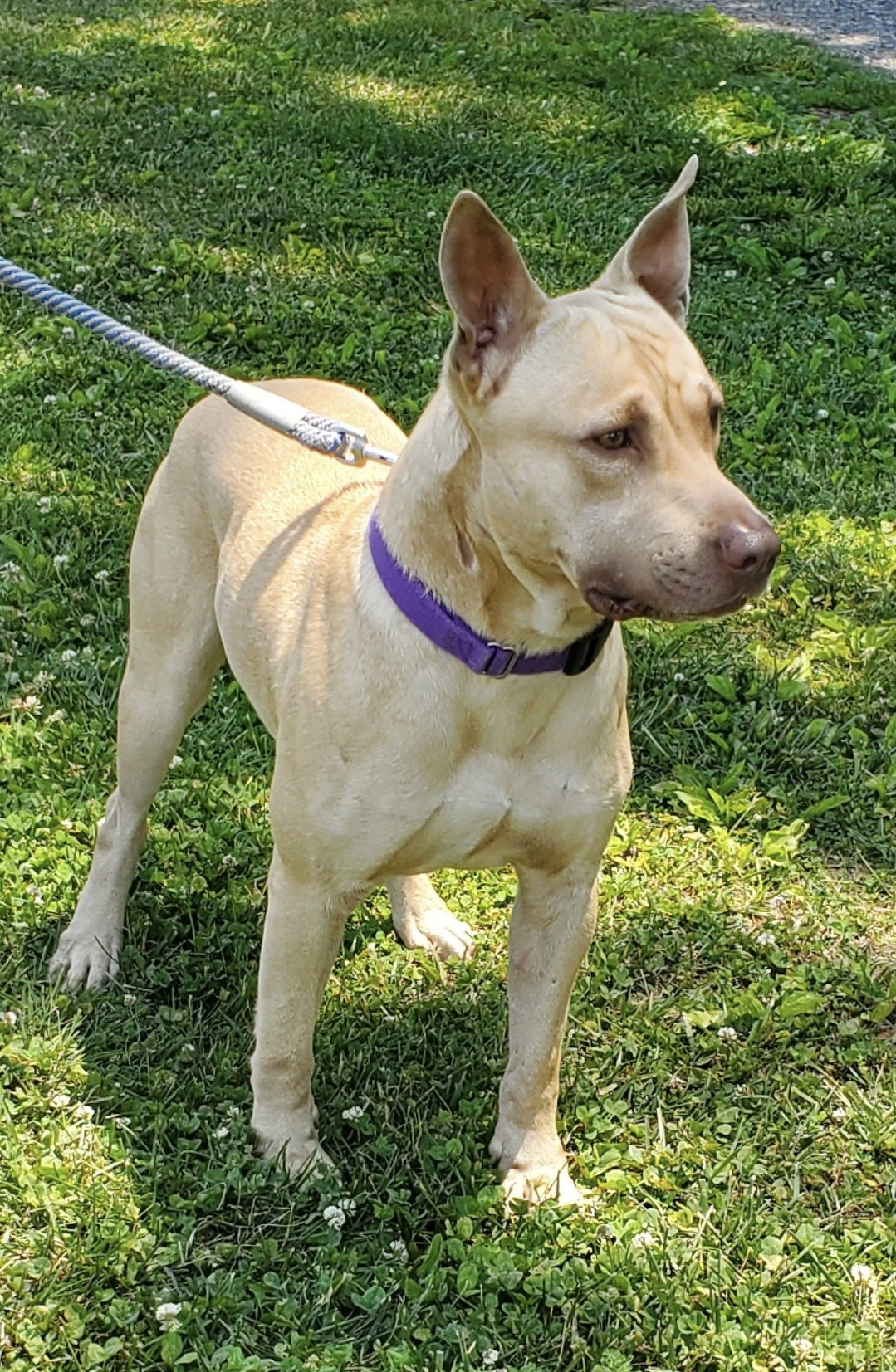 Dog for Adoption Tiger At the Shelter, a Pit Bull Terrier in