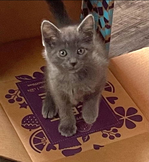 Andy aka Andy Griffith Kits: Not at the Shelter