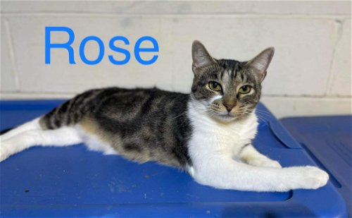 Rose: Not At the Shelter