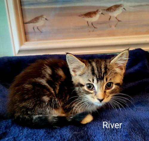 River - Not at the Shelter