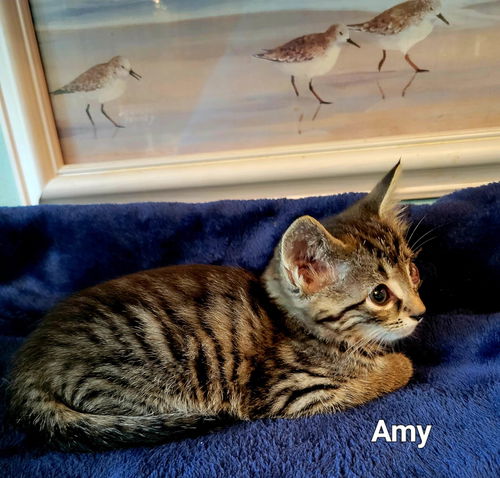 Amy: Not at the Shelter