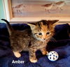 Amber: Visit at Lynchburg Petsmart