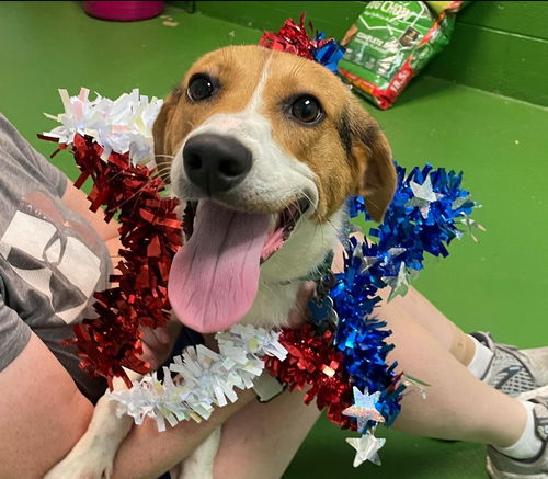Willow - At the Shelter