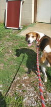 Willow - At the Shelter