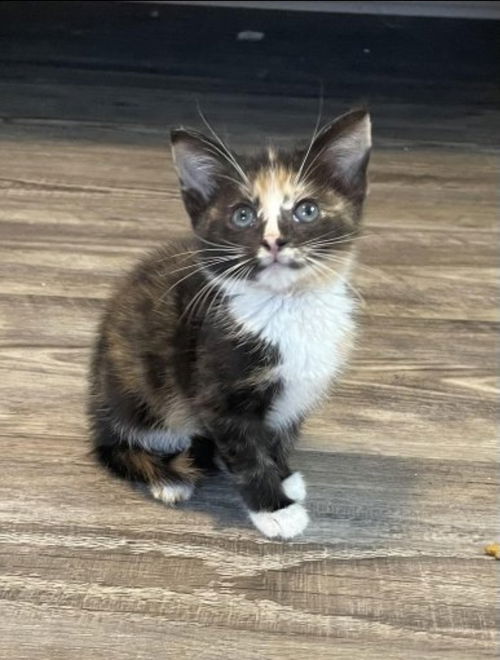 Snapdragon - Not at the Shelter